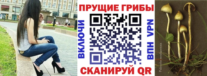 хочу наркоту  Гаврилов-Ям  Галлюциногенные грибы прущие грибы 